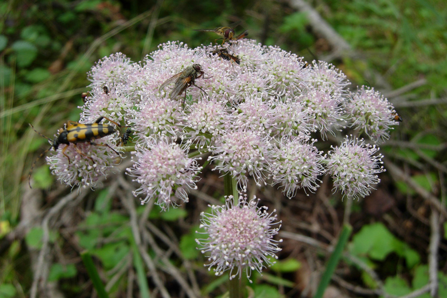 Angelica sylvestris